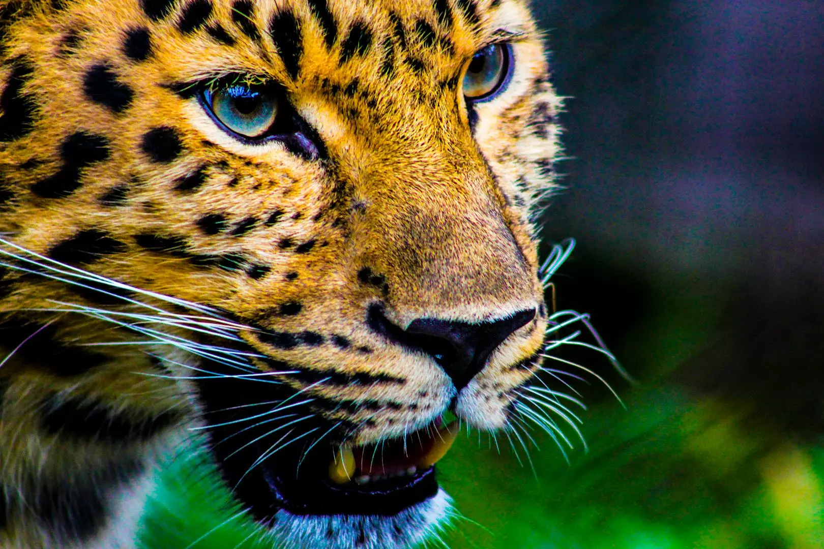 Oppdag Stil og Komfort med Leopard Korsett: Din Ultimative Guide